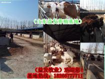 華龍區(qū)與濮陽(yáng)縣小牛犢市場(chǎng)概覽 價(jià)格、供應(yīng)商及養(yǎng)殖指南